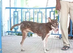 Before Receiving Artificial Leg